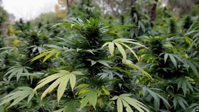 cropped-cannabis-plants-farm.jpg