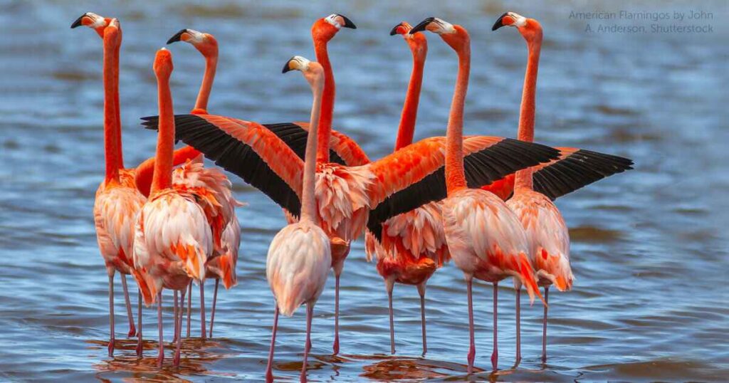 a group of american flamingos