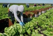 Florida Republicans Request $3.5 Billion Agriculture Aid Package for Farmers Florida farmers and specialty crop producers could receive support through a proposed $3.5 billion agriculture aid package.