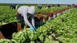 Florida farmers and specialty crop producers could receive support through a proposed $3.5 billion agriculture aid package.