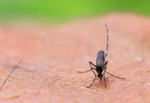 Google Seeks Approval to Release Millions of Mosquitoes in Florida to Fight Disease Close-up of a mosquito perched on human skin with a green background, showing detailed textures of the insect and skin.