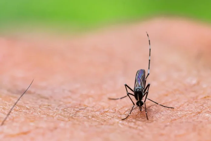 google-mosquito-program-florida-2026 Close-up of a mosquito perched on human skin with a green background, showing detailed textures of the insect and skin.